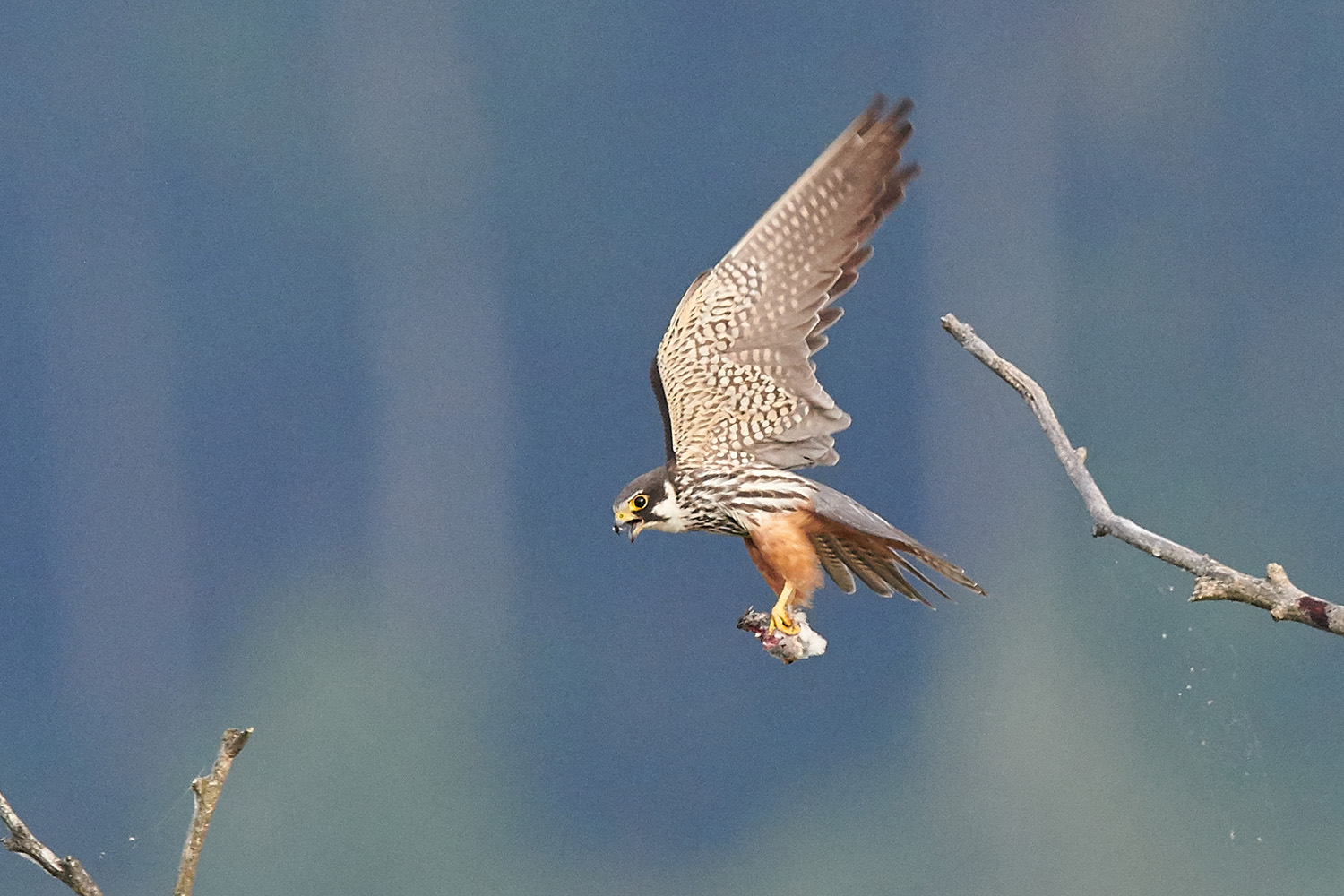 BAUMFALKE – (EURASIAN) HOBBY