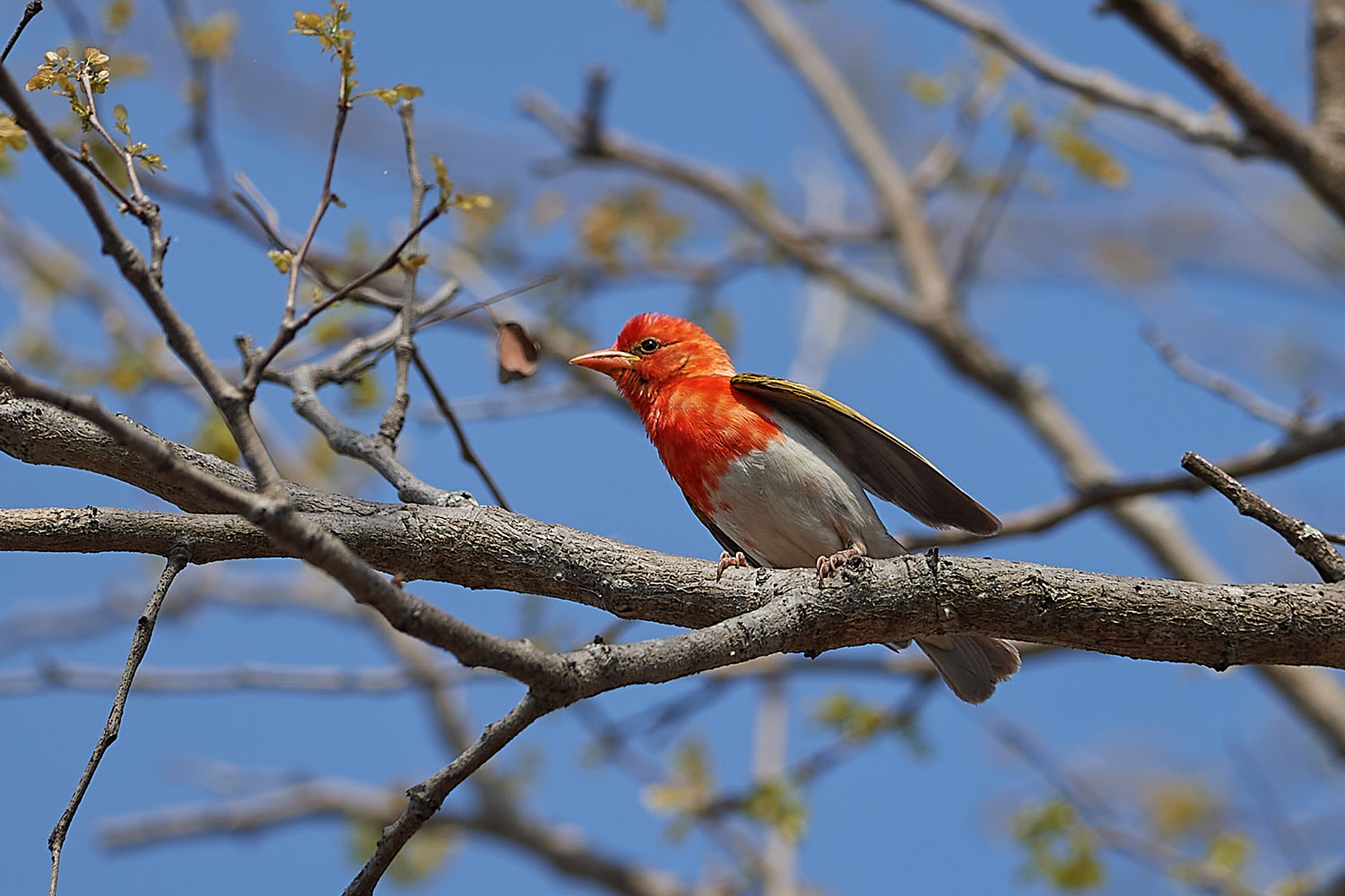 SCHARLACHWEBER - RED-HEADED WEAVER