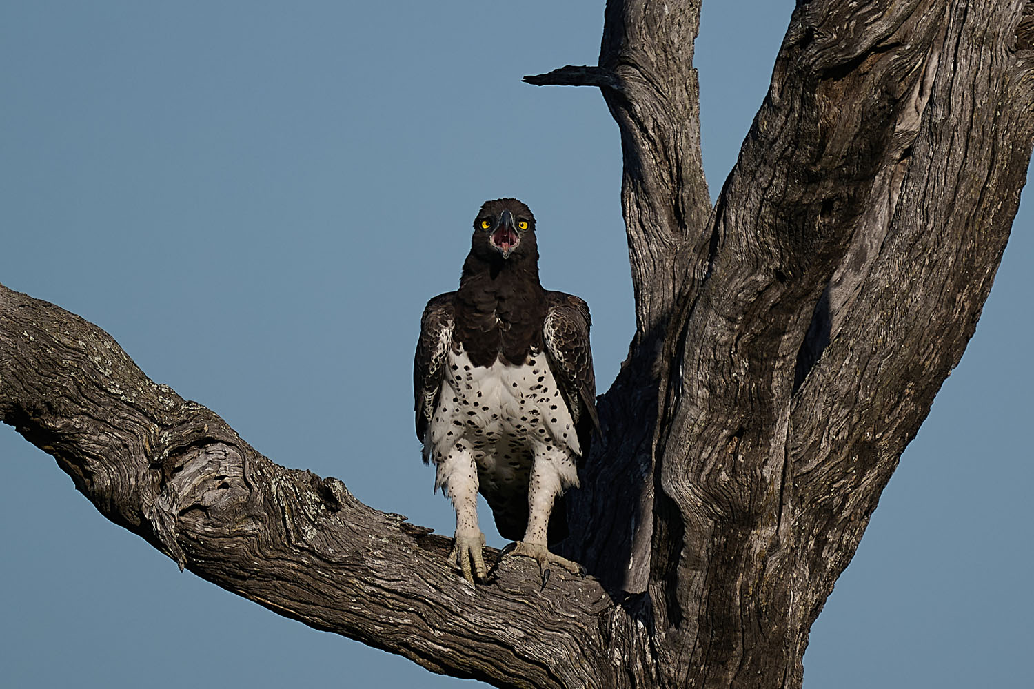 KAMPFADLER - MARTIAL EAGLE