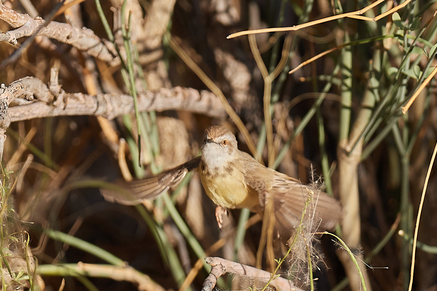 BRUSTBANDPRINIE – BLACK-CHESTED PRINIA