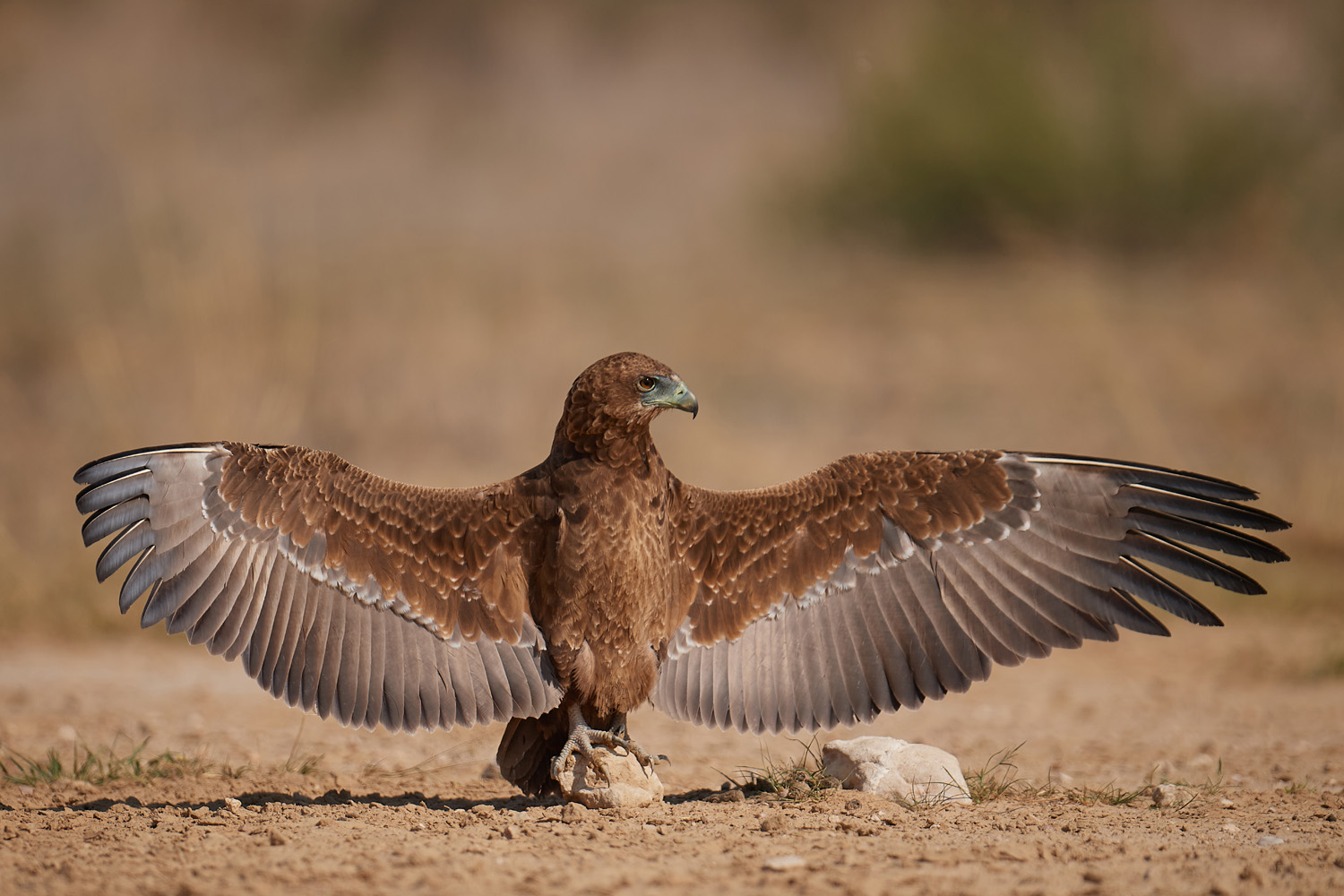 GAUKLER – BATELEUR