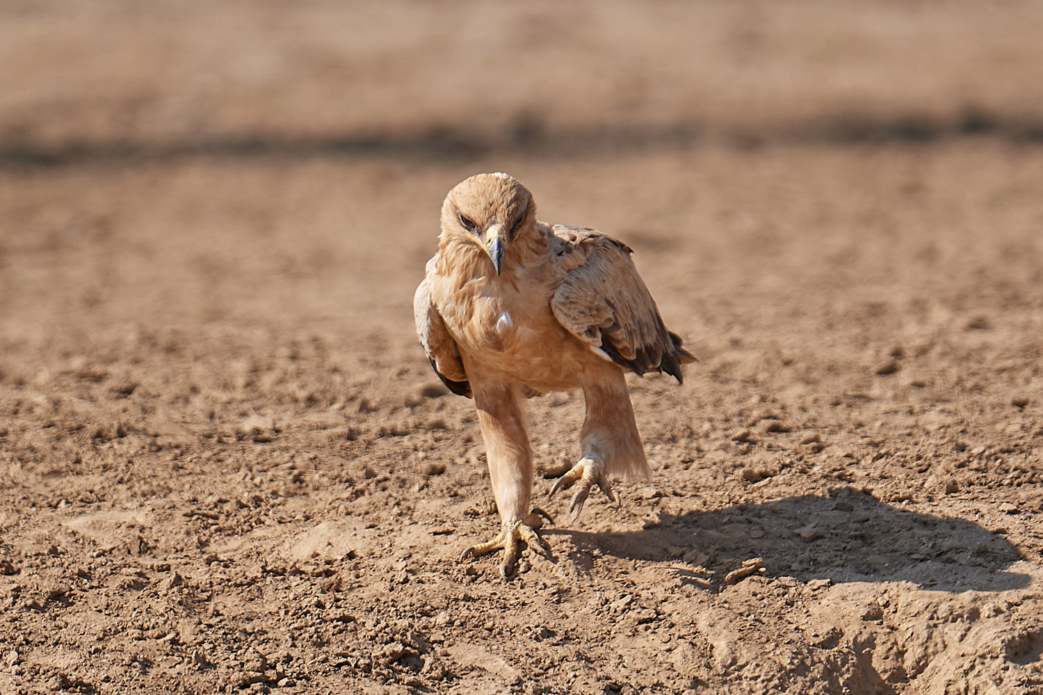 RAUBADLER  - TAWNY EAGLE