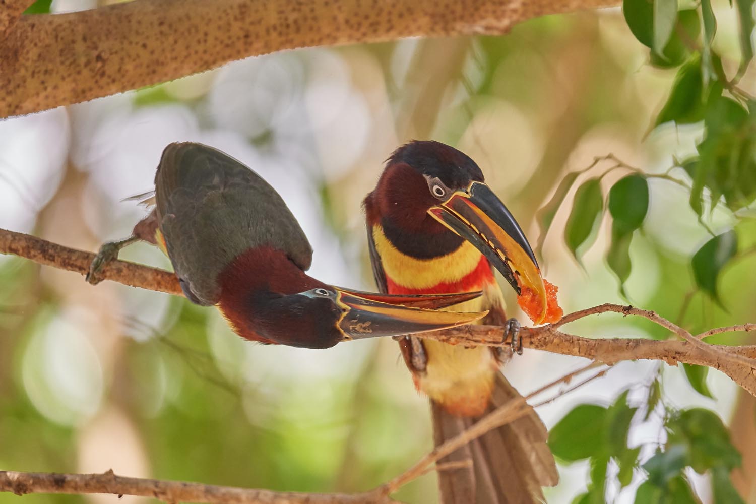 BRAUNOHRARASSARI – CHESTNUT-EARED ARAÇARI