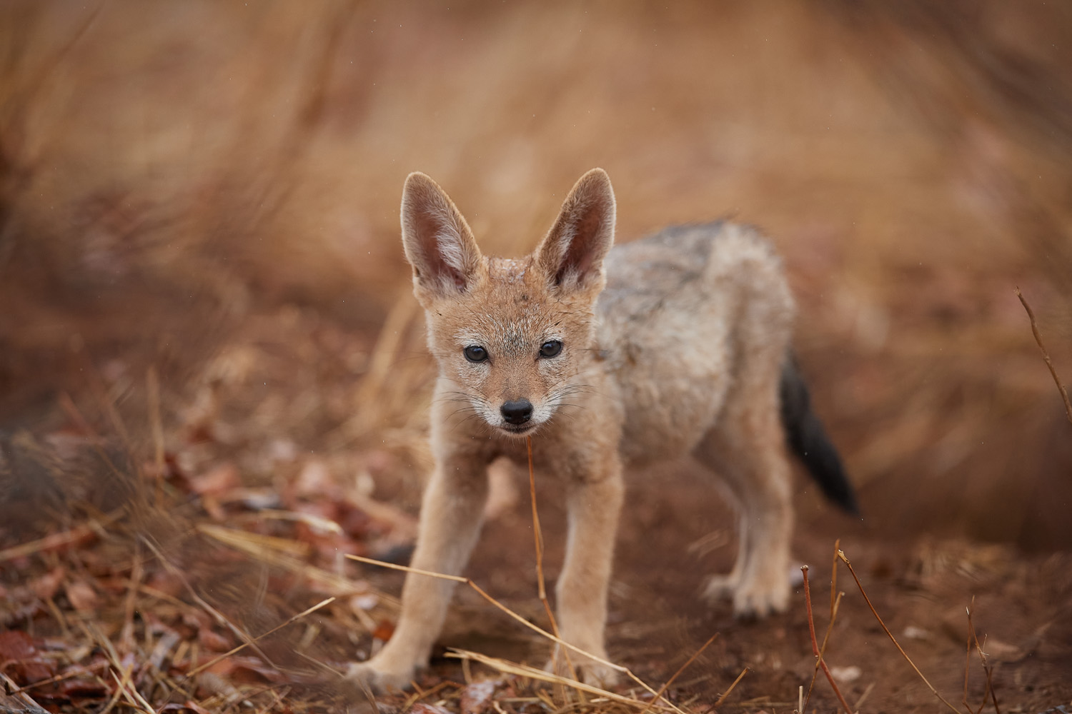 SCHABRACKENSCHAKAL - BLACK-BACKED JACKAL