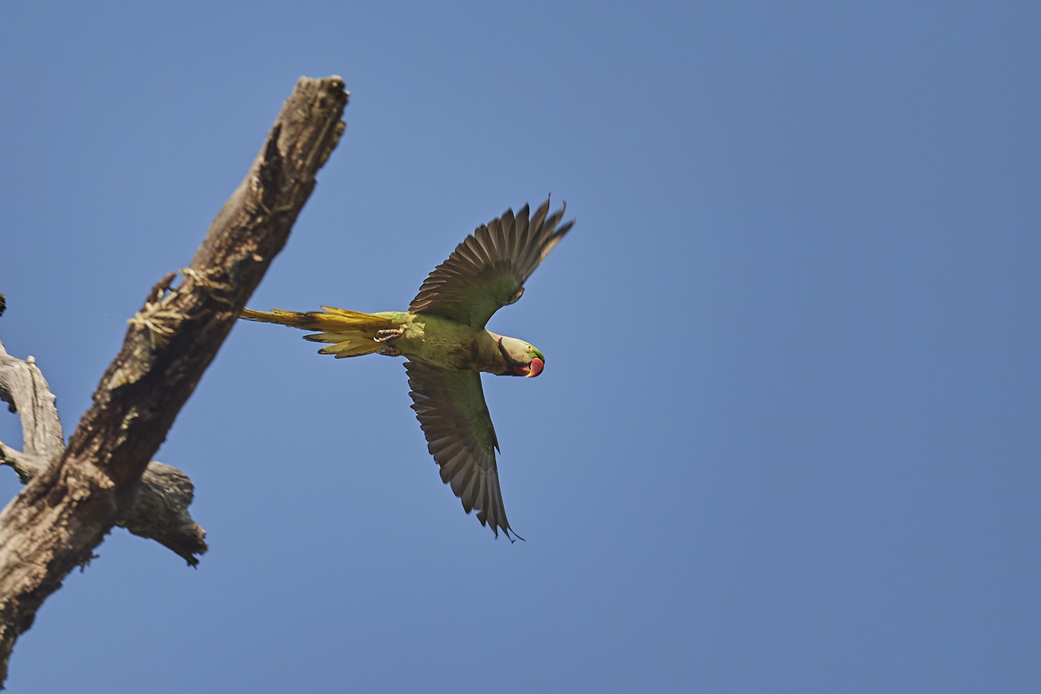ALEXANDERSITTICH - ALEXANDRINE PARAKEET