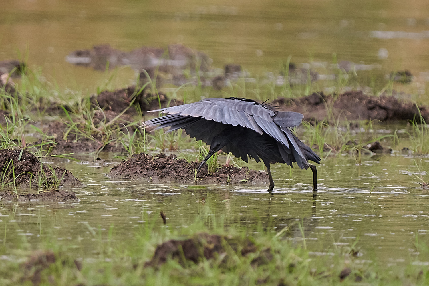 GLOCKENREIHER – BLACK HERON