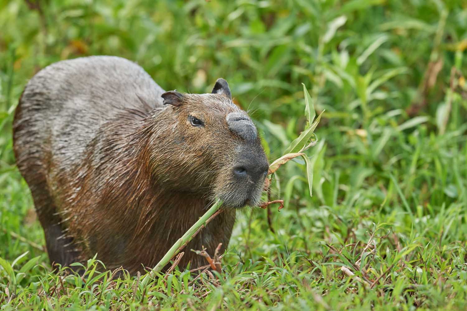 WASSERSCHWEIN – CAPYBARA