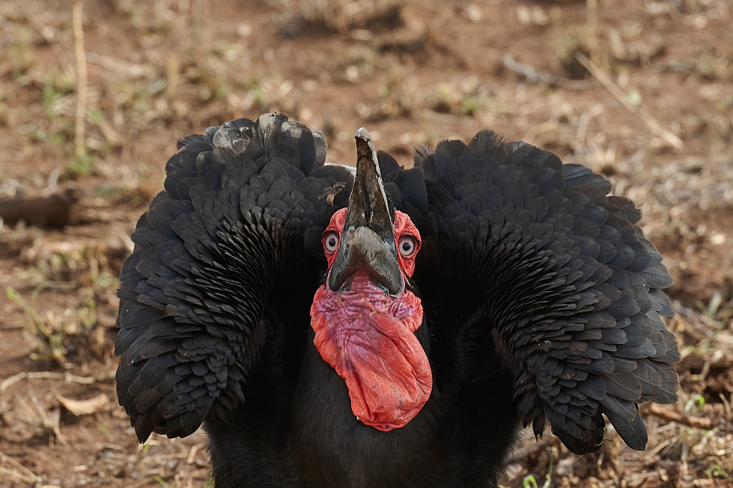 HORNRABE - SOUTHERN GROUND-HORNBILL