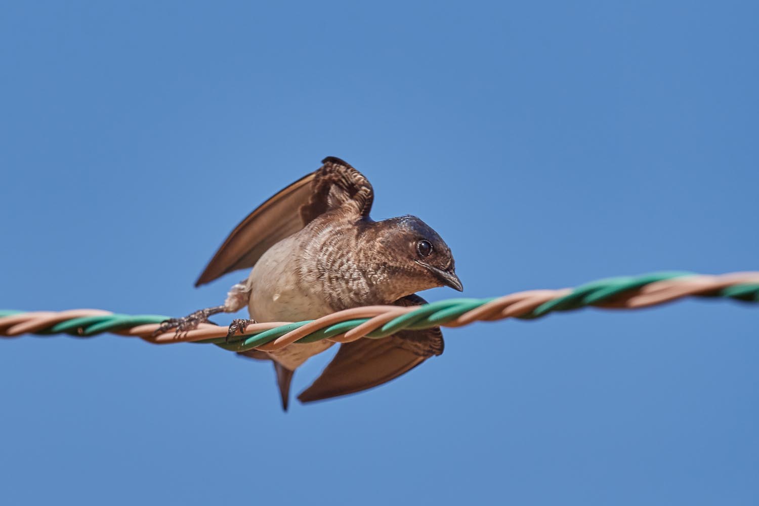 GRAUBRUSTSCHWALBE – GREY-BREASTED MARTIN