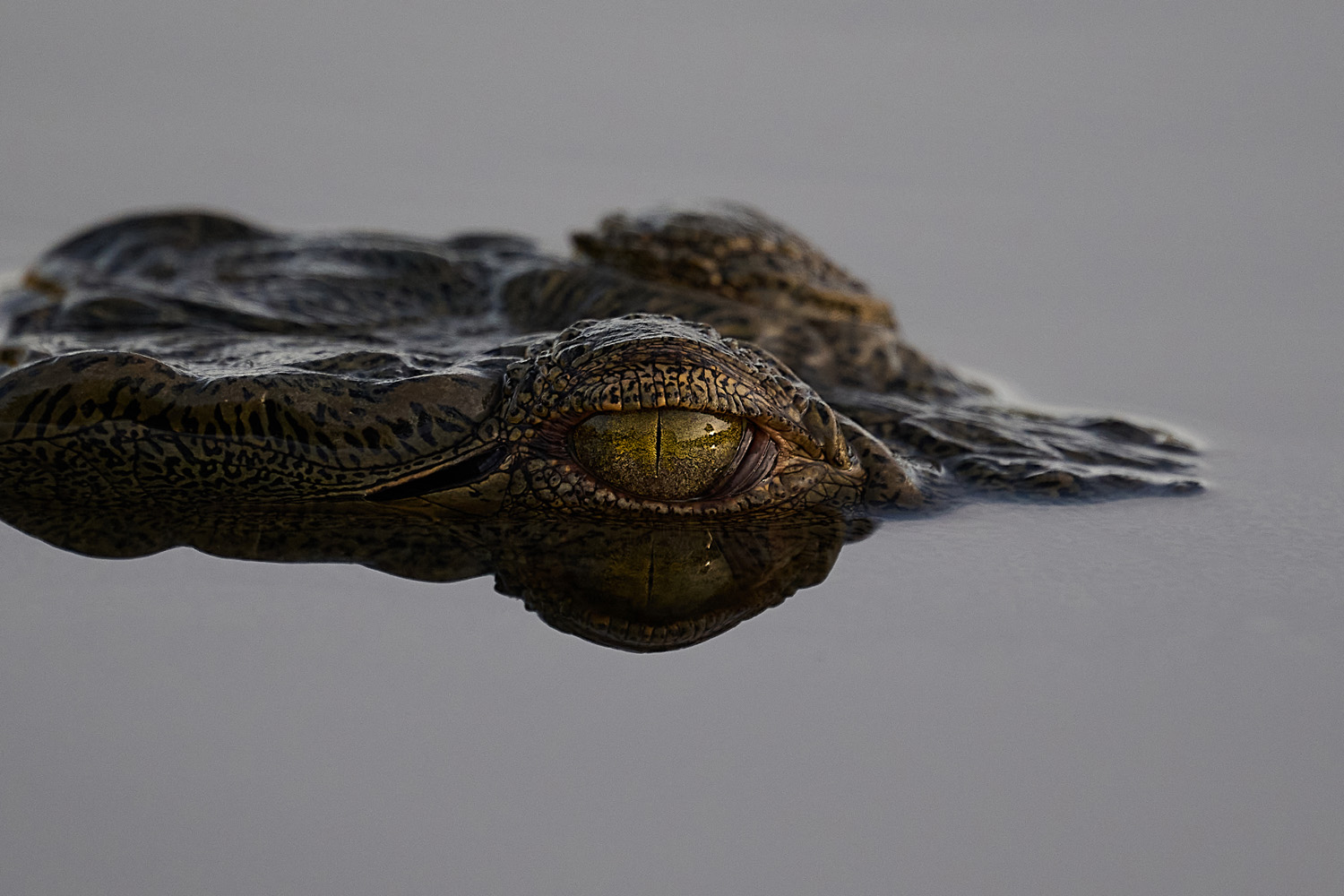 NILKROKODIL - CROCODILE
