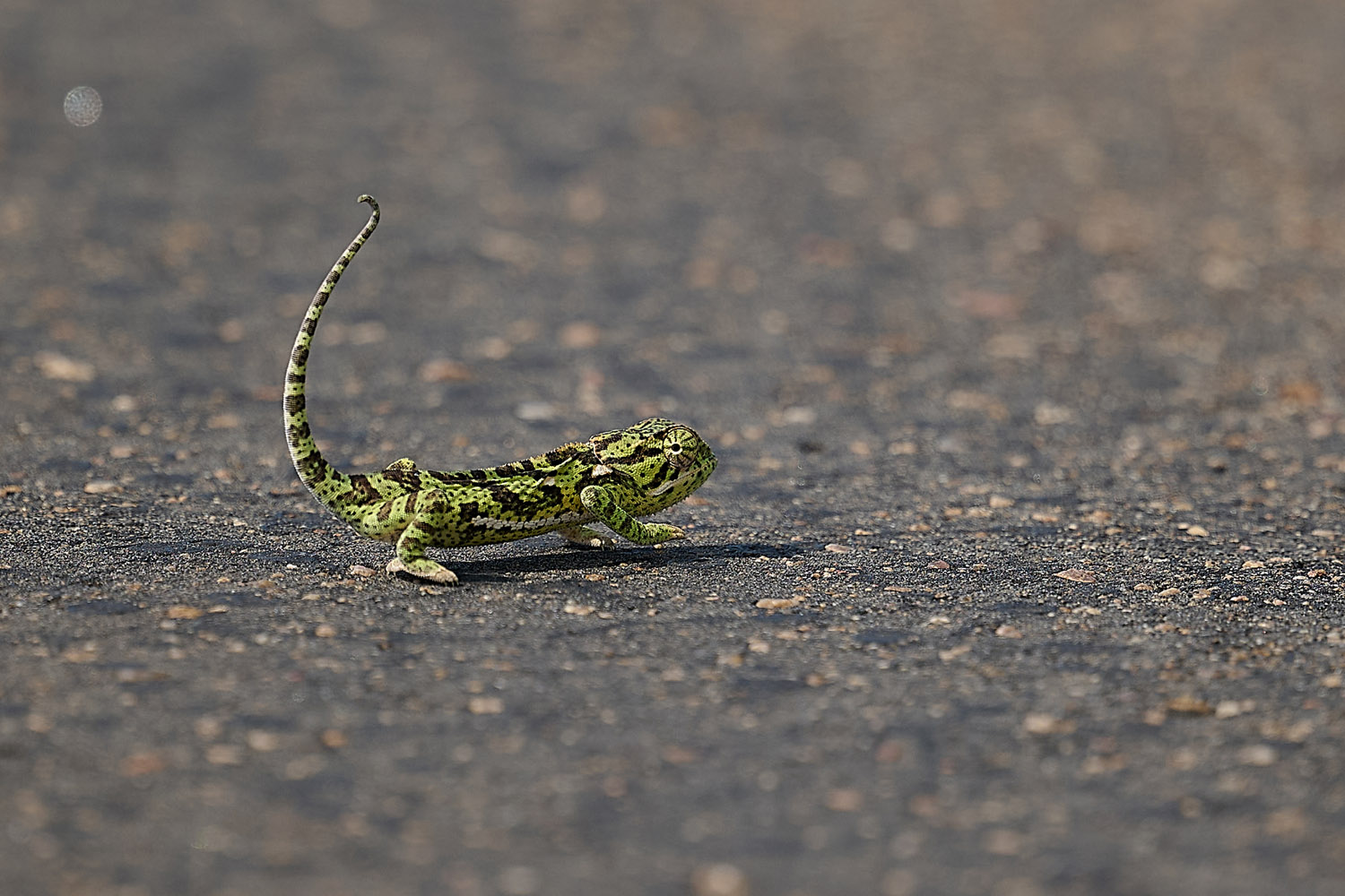 LAPPENCHAMÄLEON – FLAP-NECKED CHAMELEON