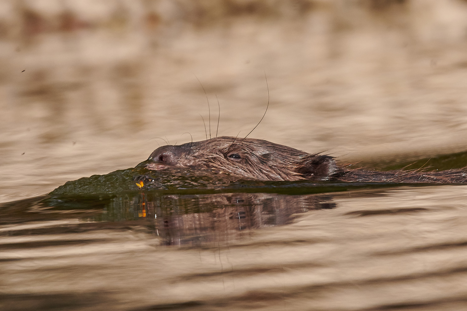 BIBER - BEAVER