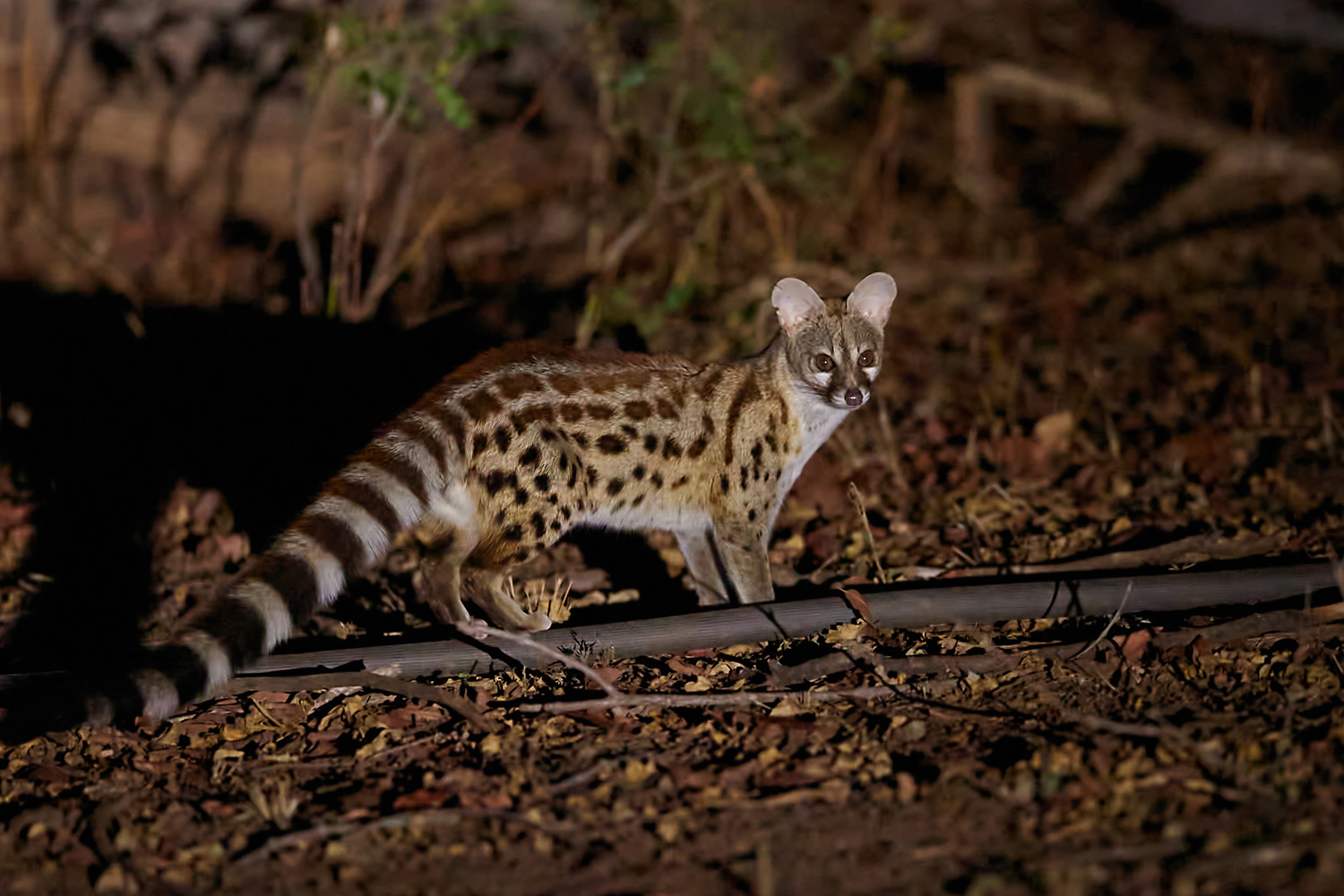 GINSTERKATZE - GENET