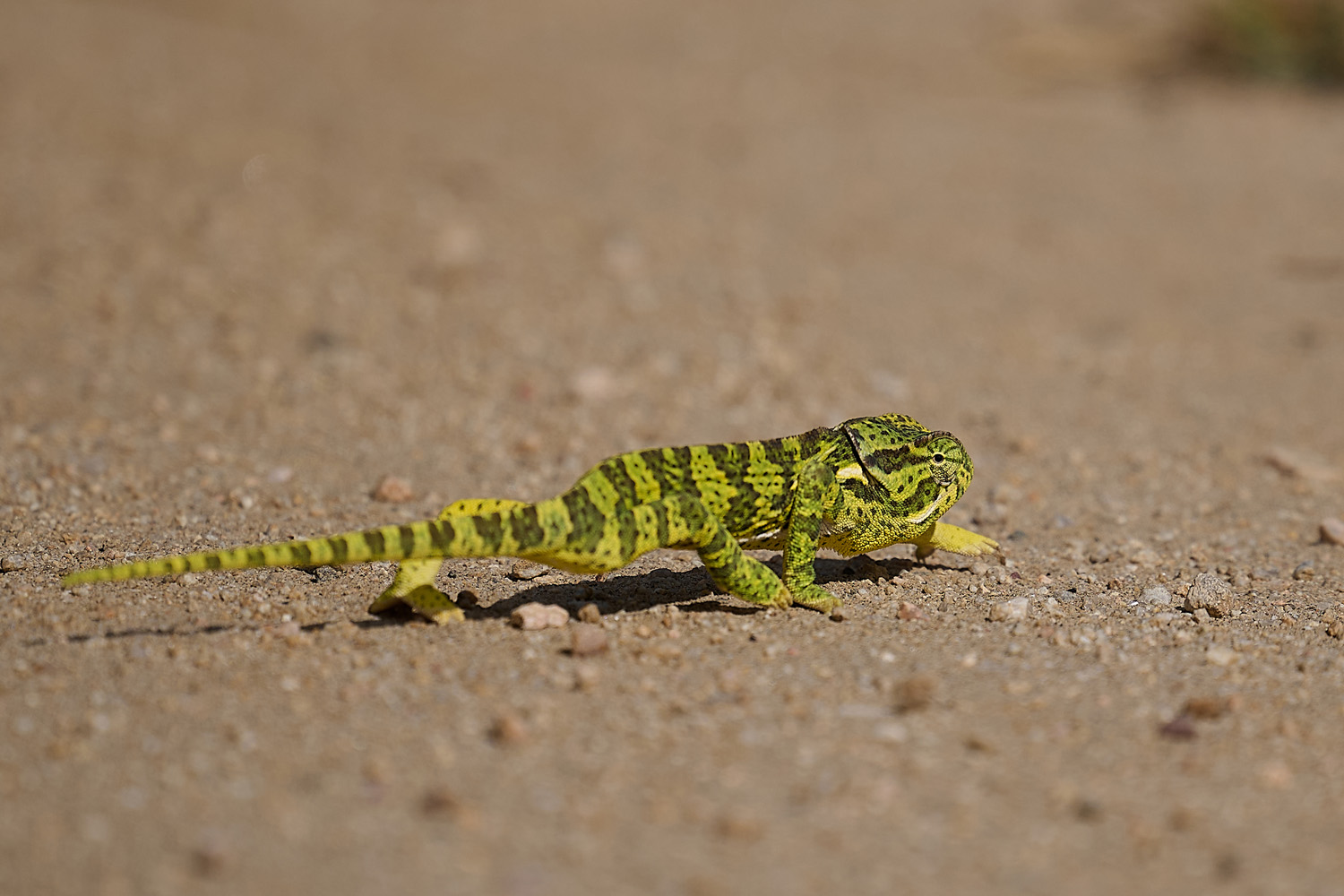 LAPPENCHAMÄLEON – FLAP-NECKED CHAMELEON