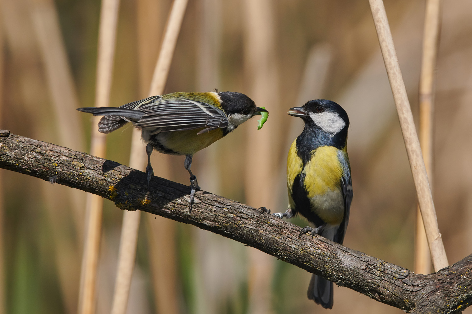 KOHLMEISE - GREAT TIT