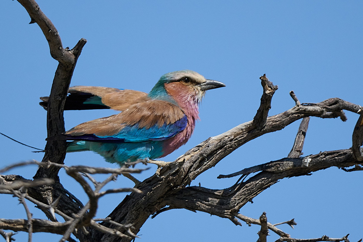 GABELRACKE - LILAC-BREASTED ROLLER