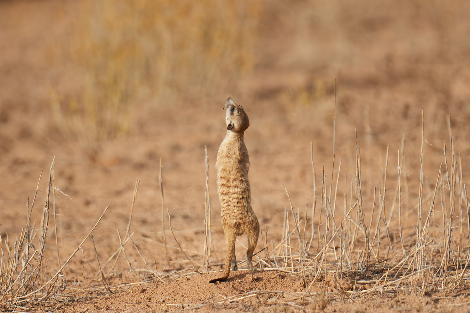 ERDMÄNNCHEN - MEERKAT