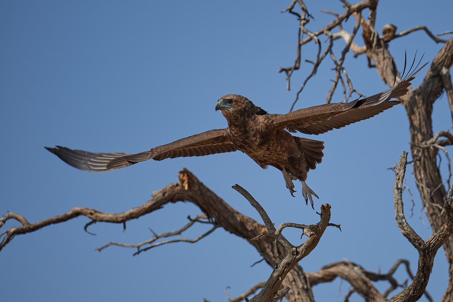 GAUKLER – BATELEUR