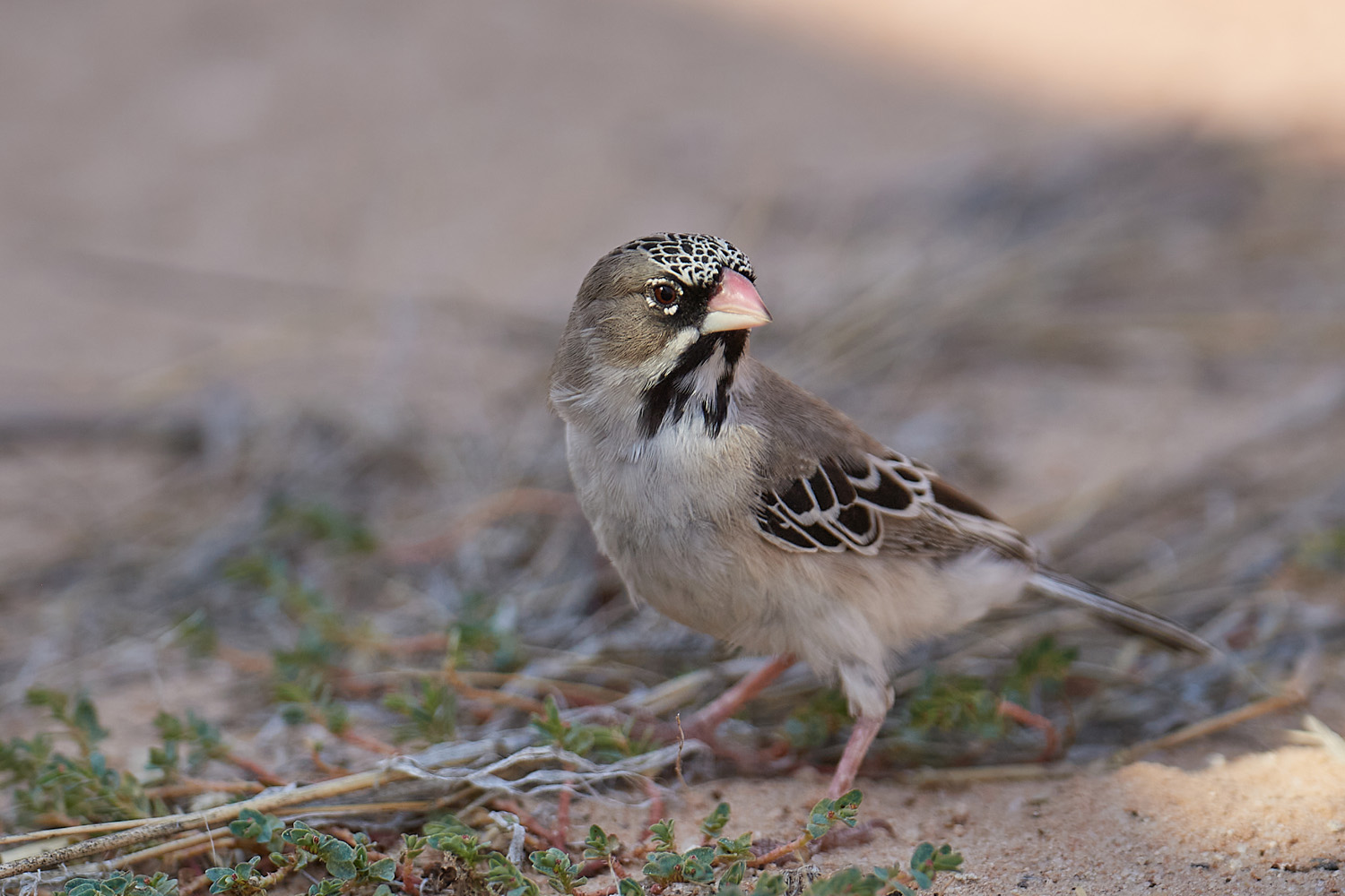 BARTWEBER – SCALY-FEATHERED WEAVER