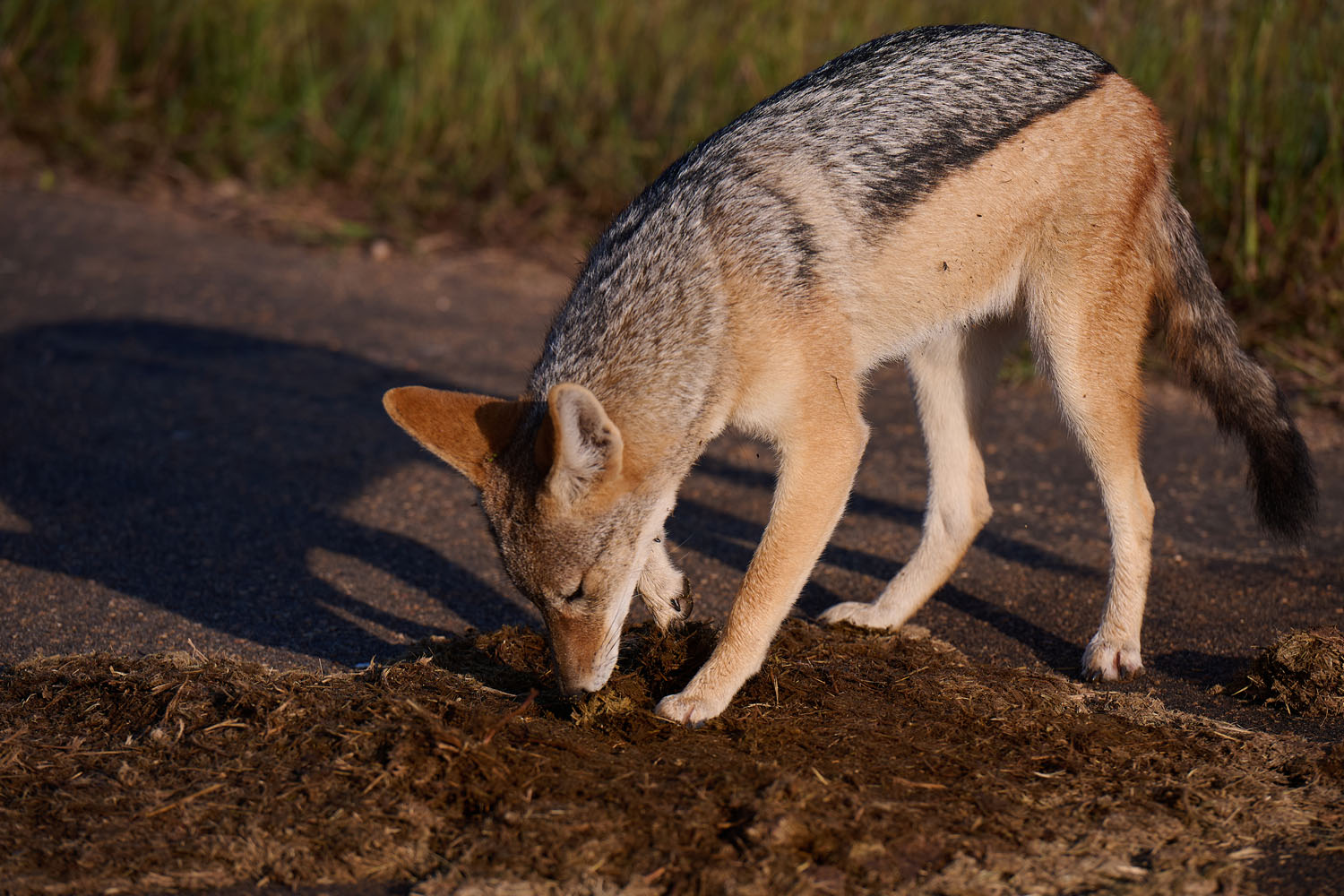 SCHABRACKENSCHAKAL - BLACK-BACKED JACKAL