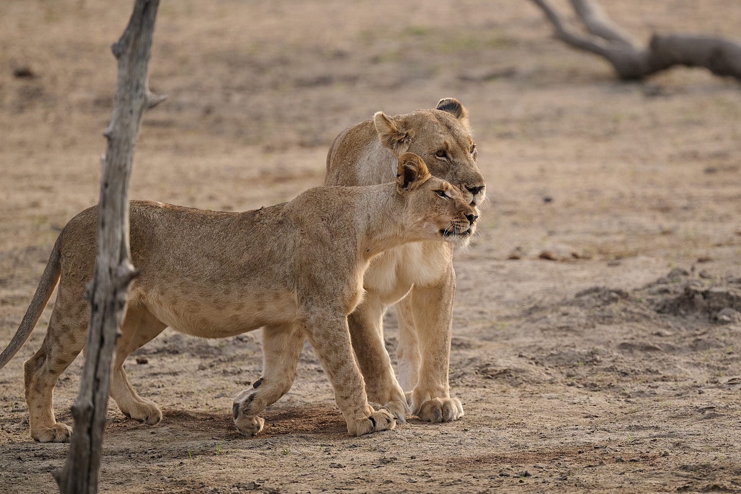 LÖWE - LION