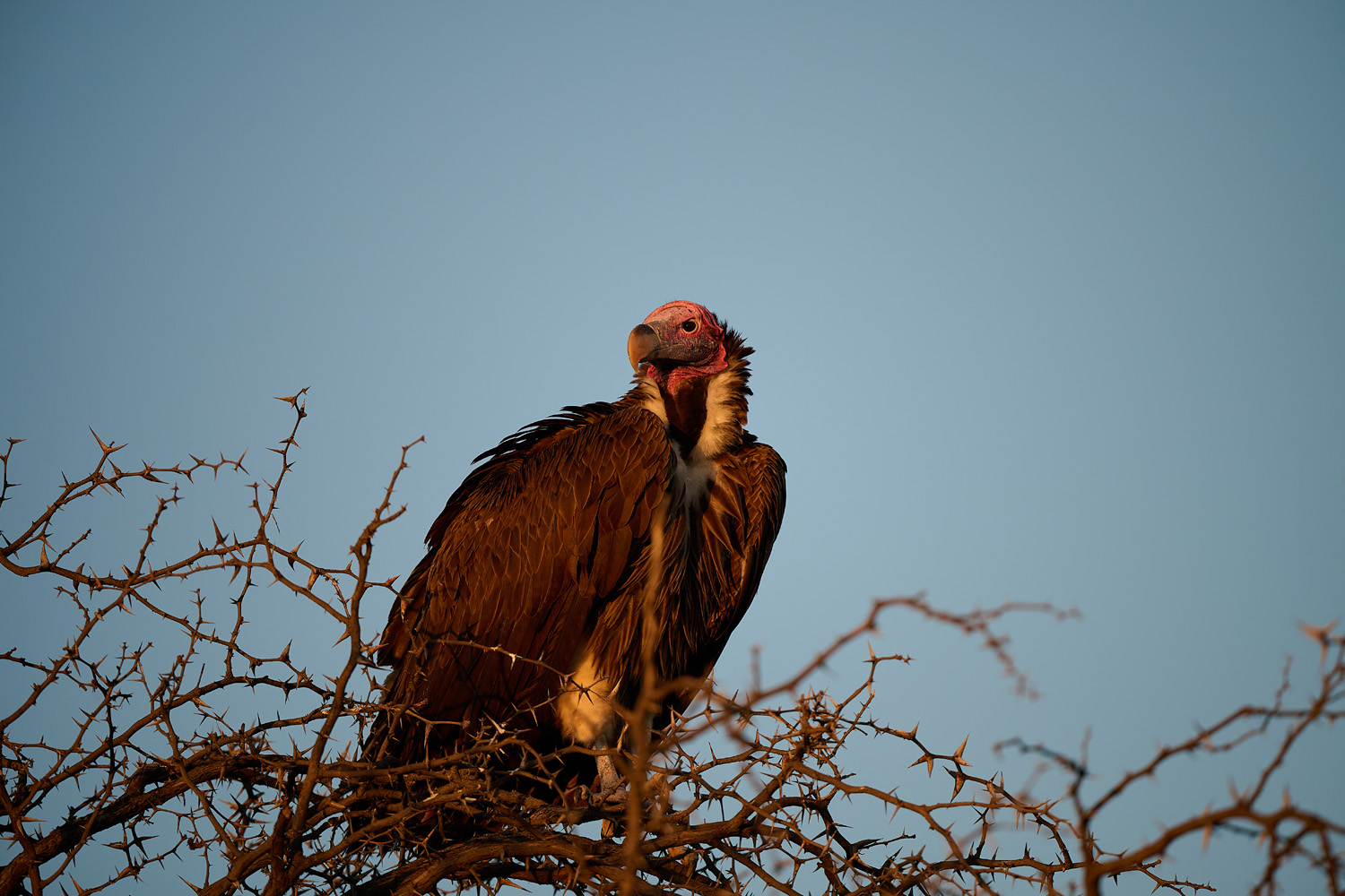 OHRENGEIER - LAPPET-FACED VULTURE