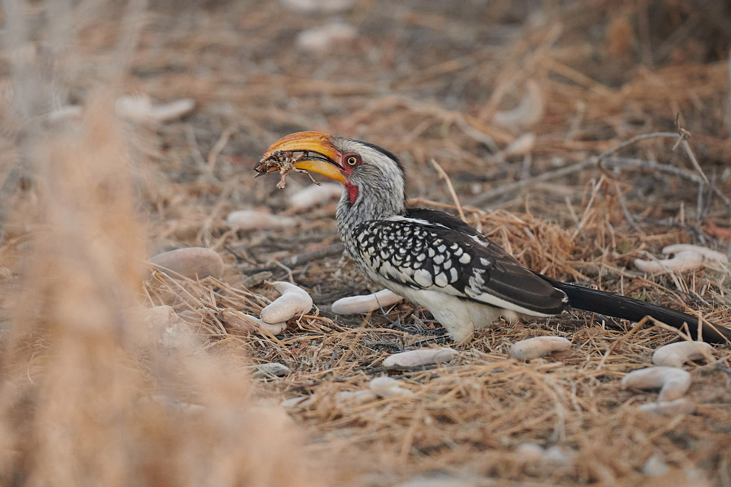 GELBSCHNABELTOKO - YELLOW-BILLED HORNBILL