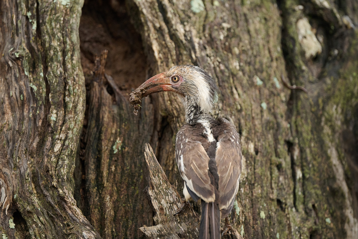 ROTSCHNABELTOKO - RED-BILLED HORNBILL