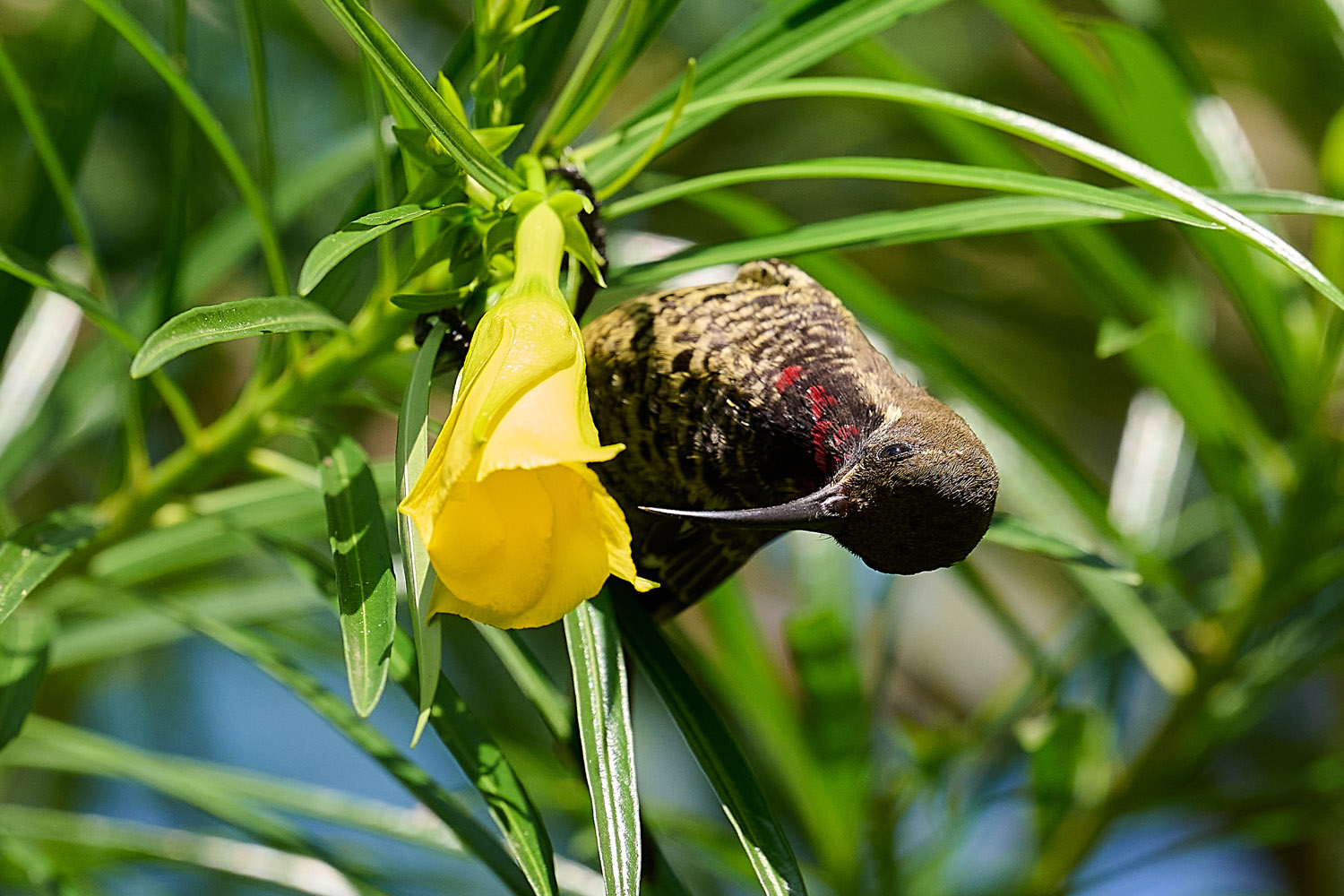 ROTBRUSTGLANZKÖPFCHEN – SCARLET-CHESTED SUNBIRD