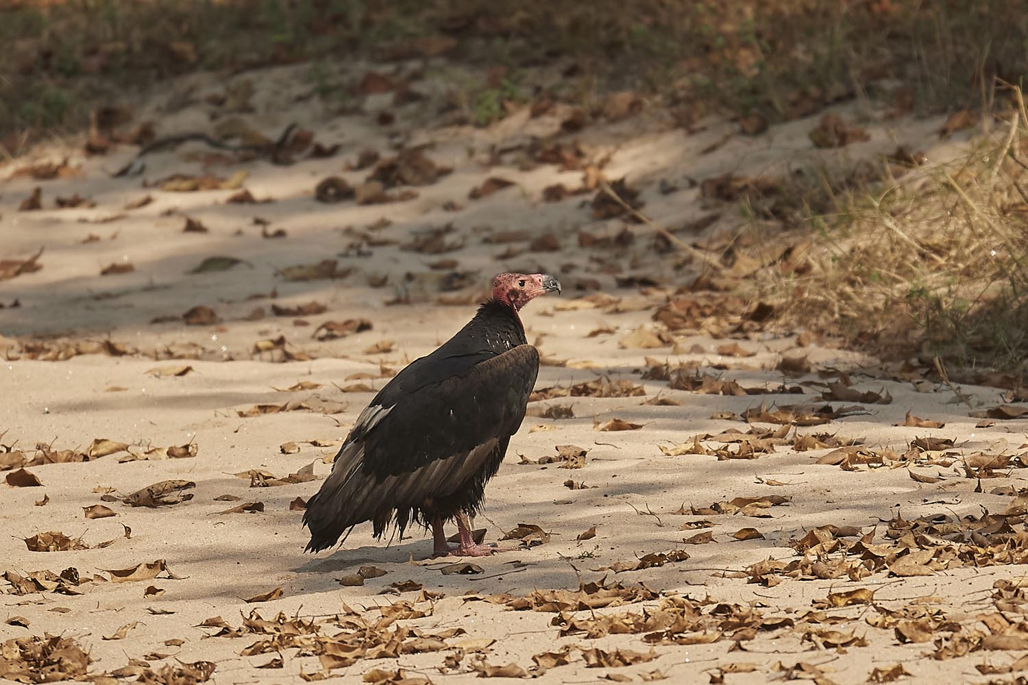 LAPPENGEIER - RED-HEADED VULTURE