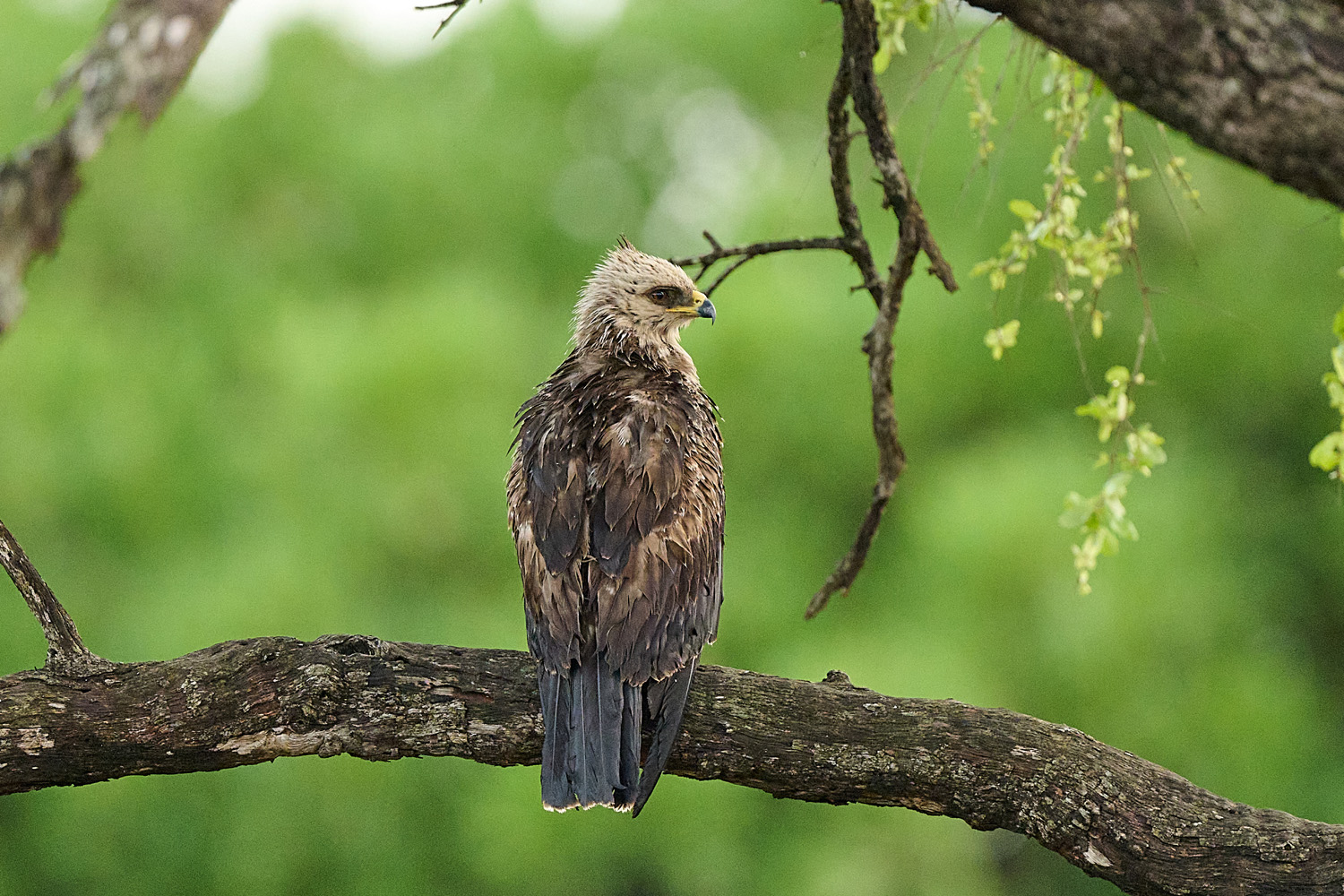WAHLBERGSADLER – WAHLBERG’S EAGLE