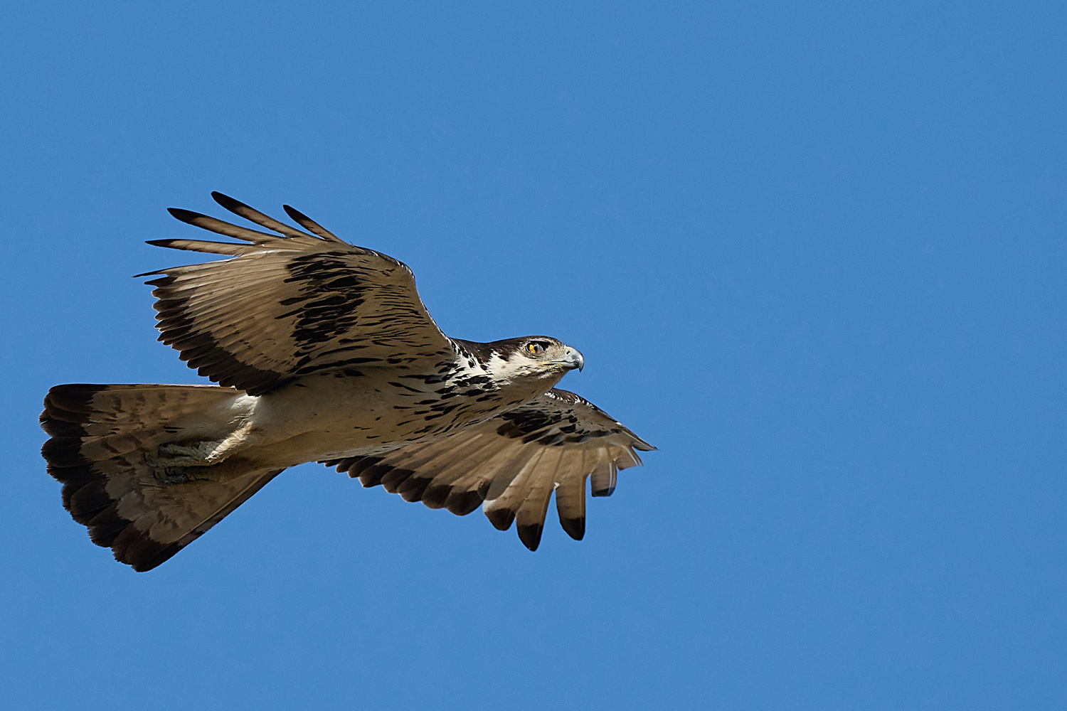 AFRIKANISCHER HABICHTSADLER - AFRICAN HAWK-EAGLE