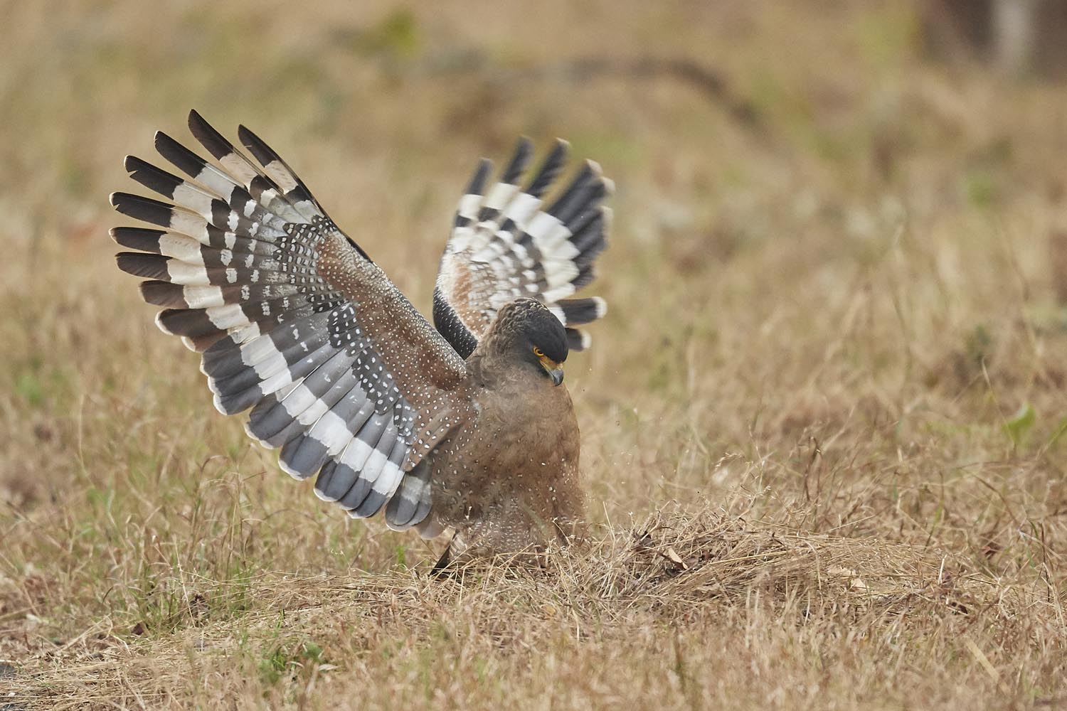 SCHLANGENWEIHE - CRESTED SERPENT EAGLE