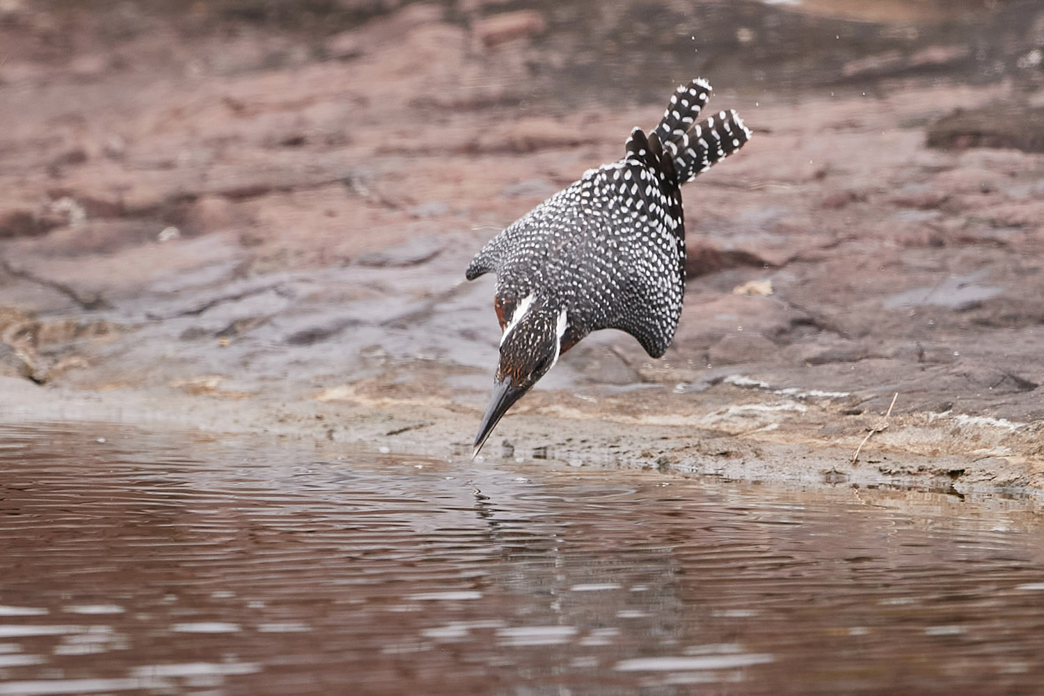 RIESENFISCHER - GIANT KINGFISHER