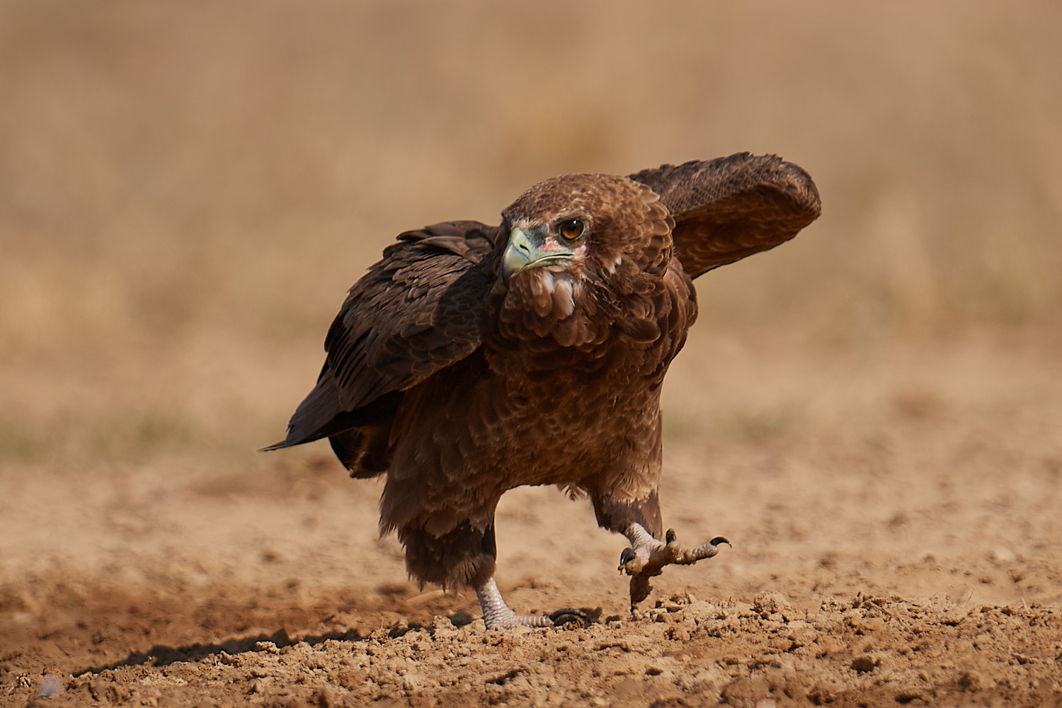 GAUKLER – BATELEUR