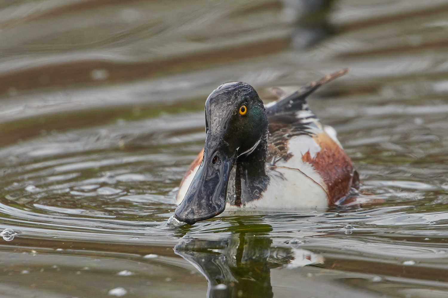 LÖFFELENTE – NORTHERN SHOVELER