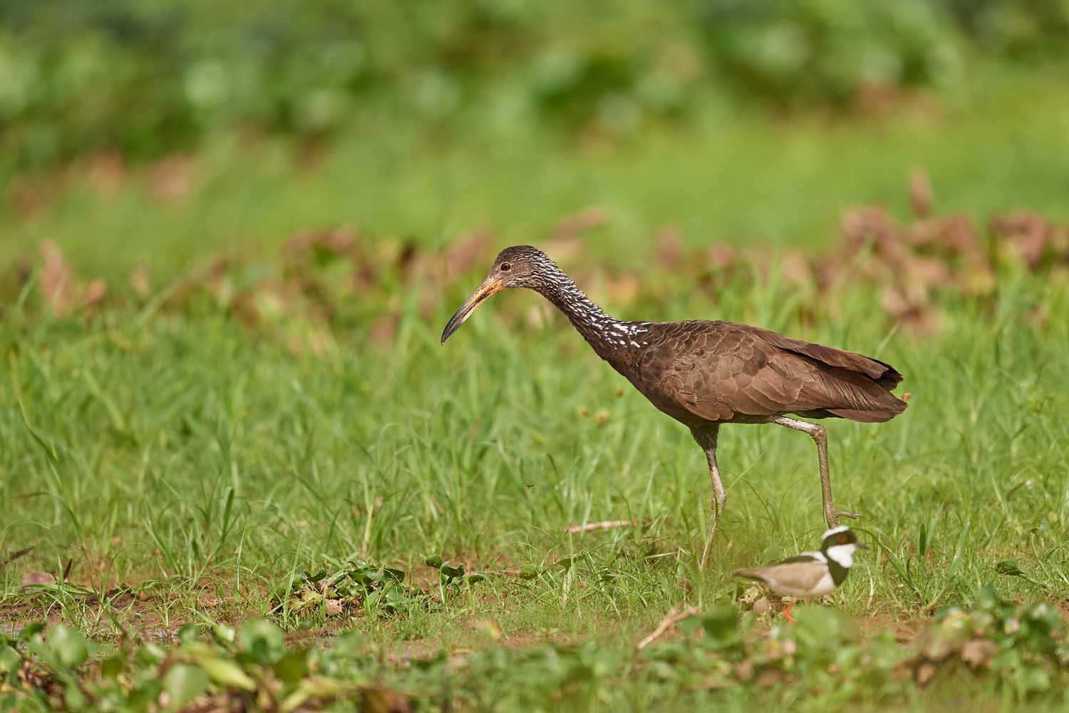 RALLENKRANICH - LIMPKIN