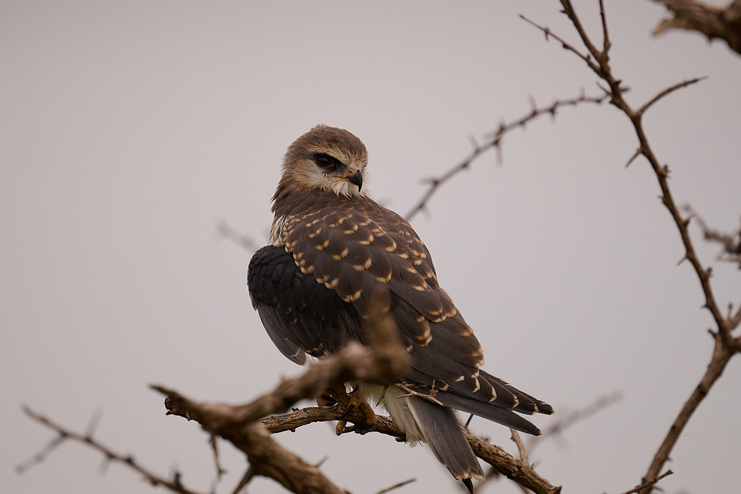 GLEITAAR - BLACK-SHOULDERED KITE