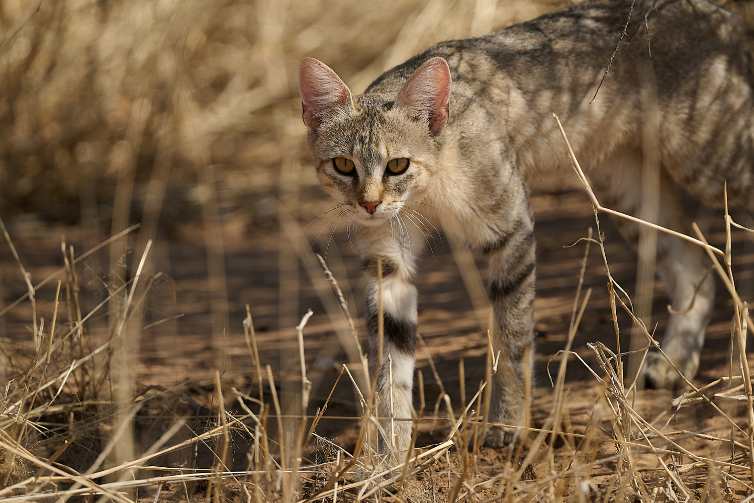 AFRIKANISCHE WILDKATZE – AFRICAN WILDCAT