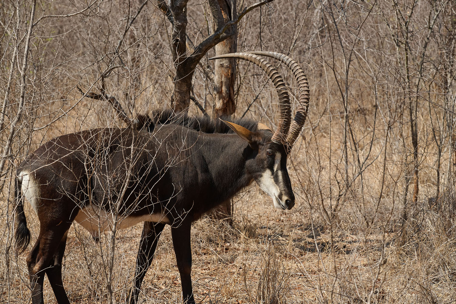RAPPENANTILOPE – SABLE ANTELOPE