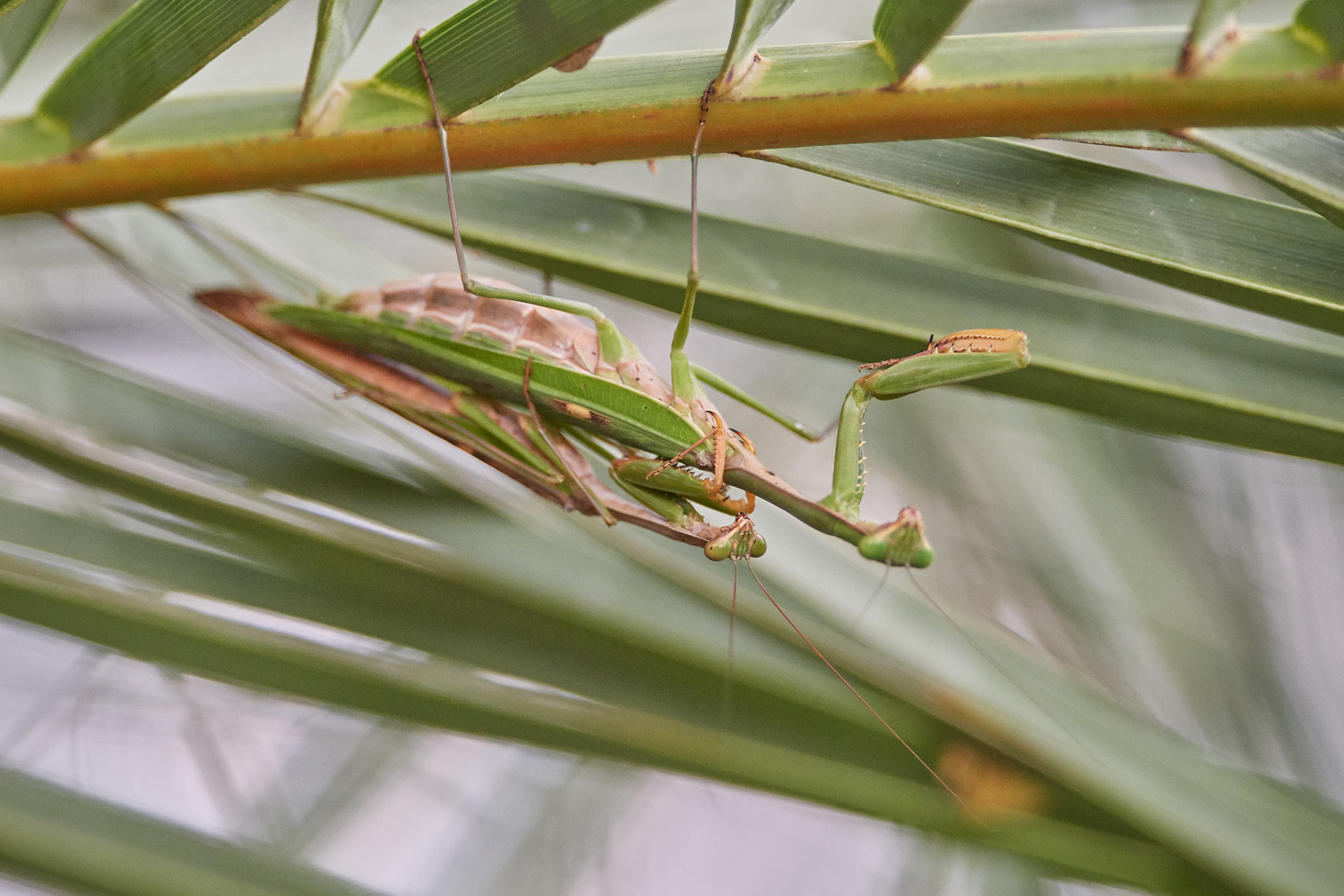 GOTTESANBETERIN – MANTIS