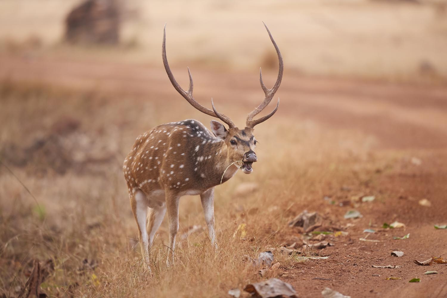 AXISHIRSCH - SPOTTED DEER