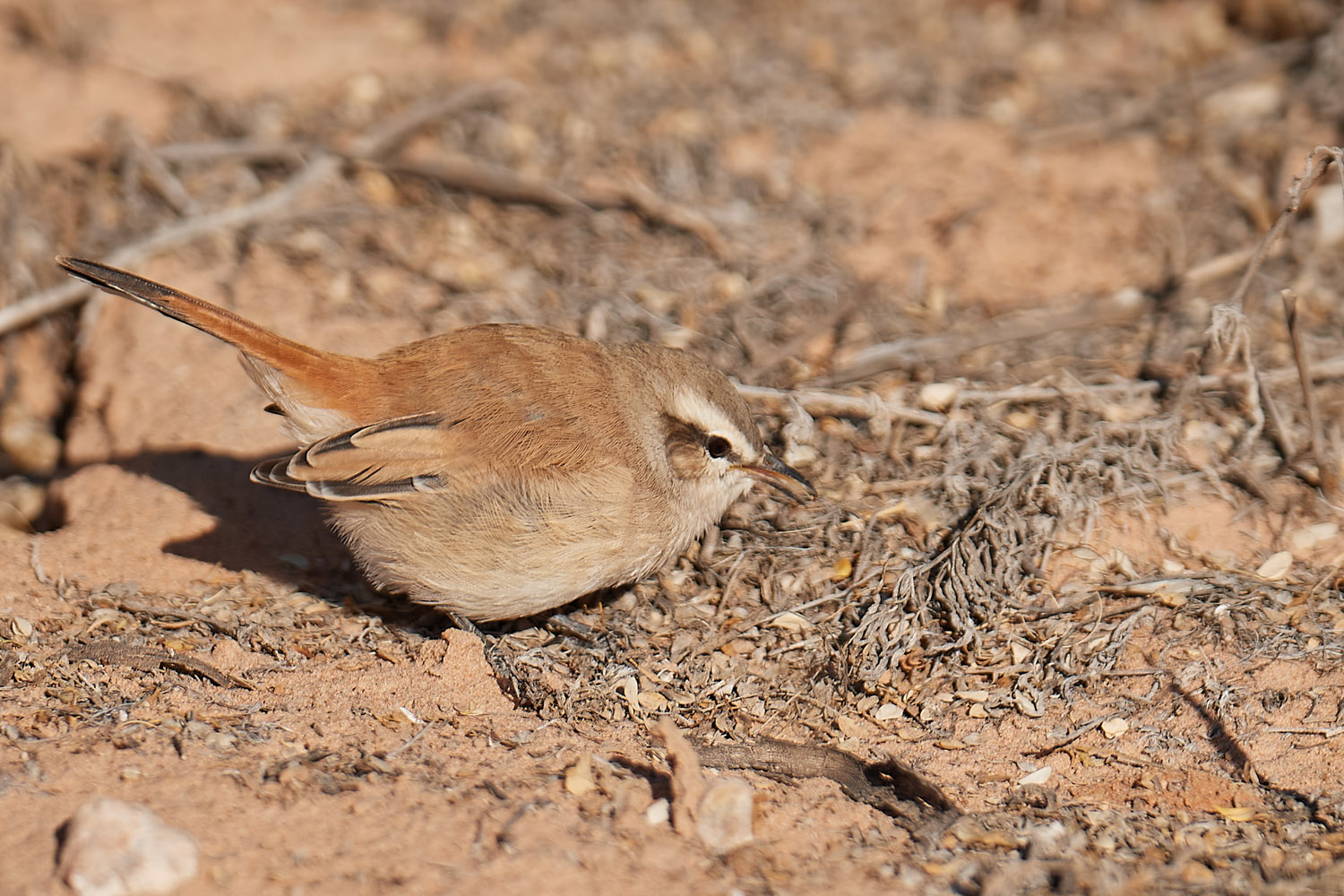 KALAHARIHECKENSÄNGER – KALAHARI SCRUB ROBIN