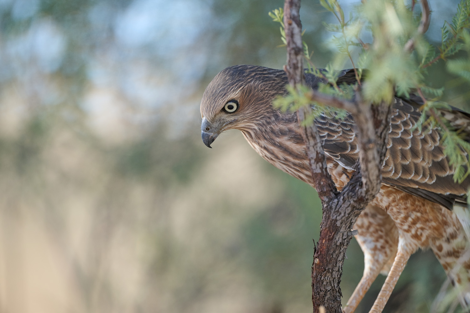 GROSSER SINGHABICHT – PALE CHANTING GOSHAWK