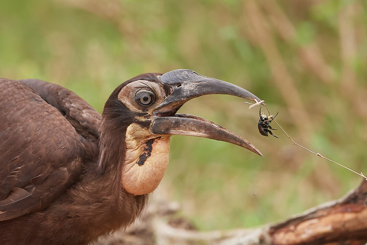 HORNRABE - SOUTHERN GROUND-HORNBILL