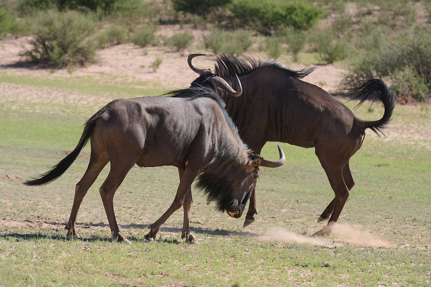 GNU – WILDEBEEST
