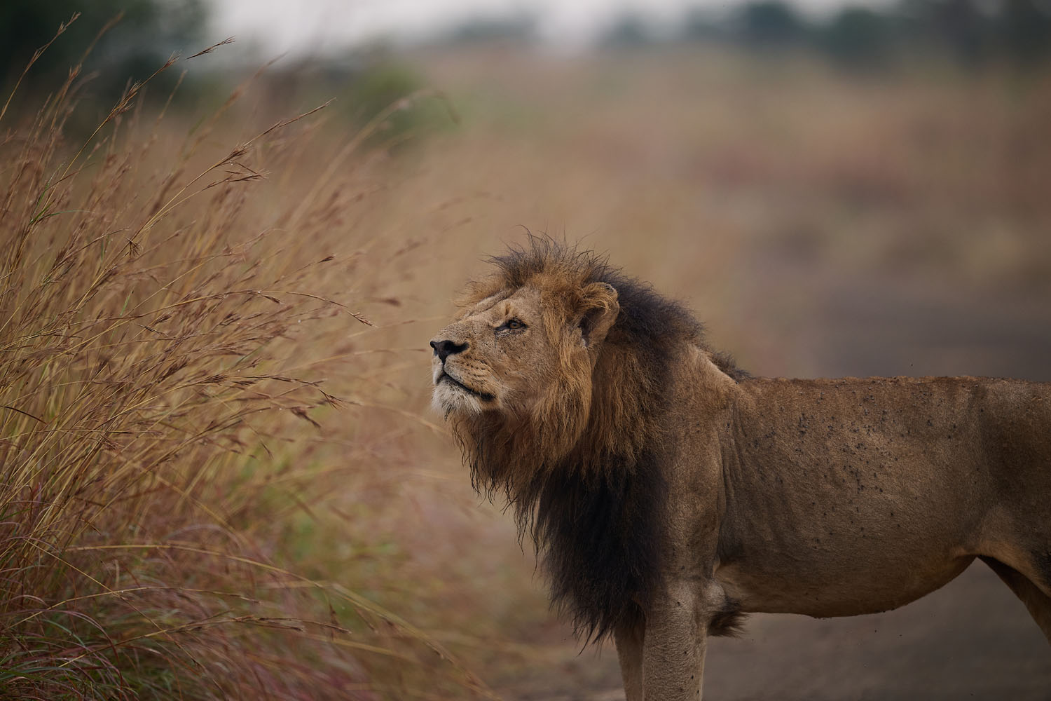 LÖWE - LION