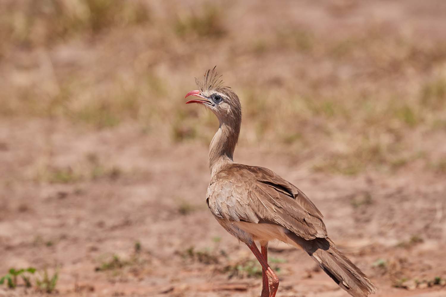 ROTFUSSSERIEMA – RED-LEGGED SERIEMA