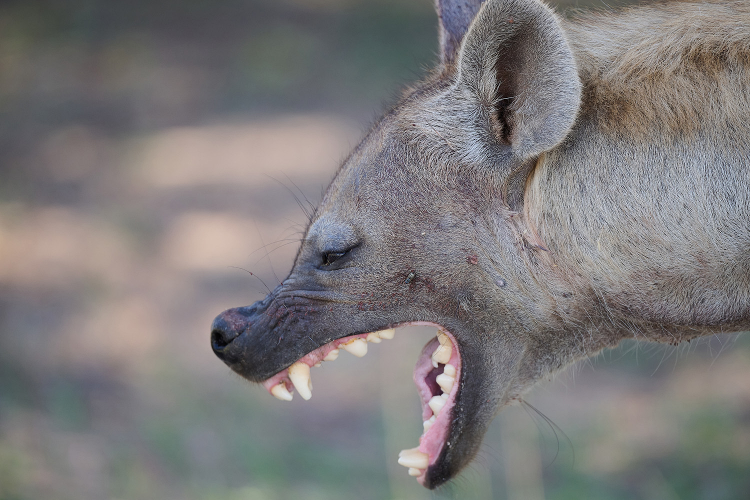 TÜPFELHYÄNE – SPOTTED HYENA
