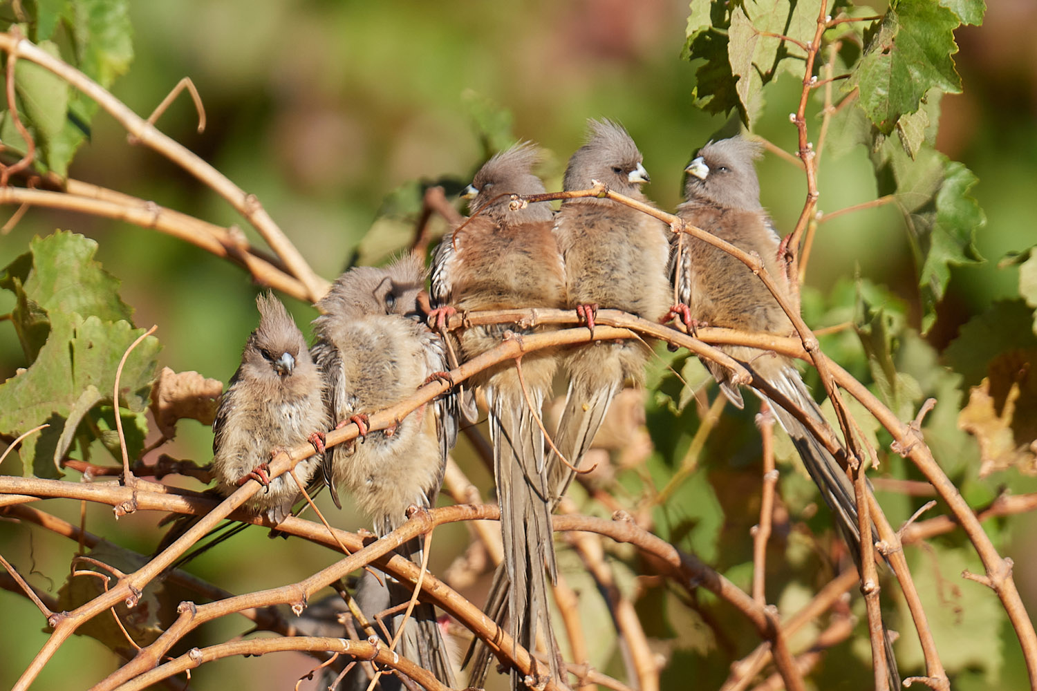 WEISSRÜCKEN-MAUSVOGEL – WHITE-BACKED MOUSEBIRD